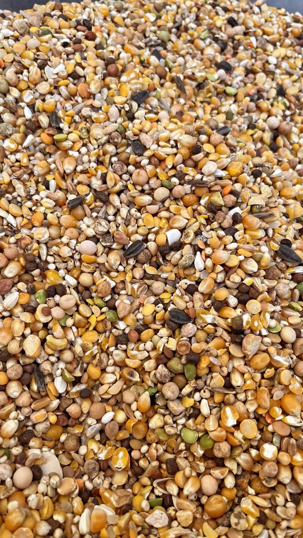 Karışık Güvercin Yemi